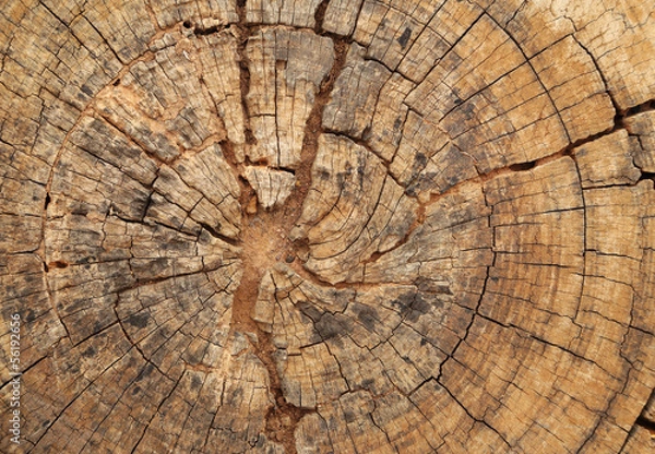 Fototapeta old tree stump texture