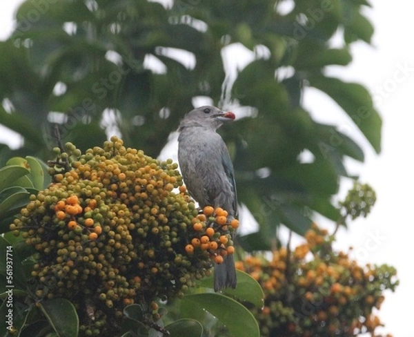 Obraz bird on branch