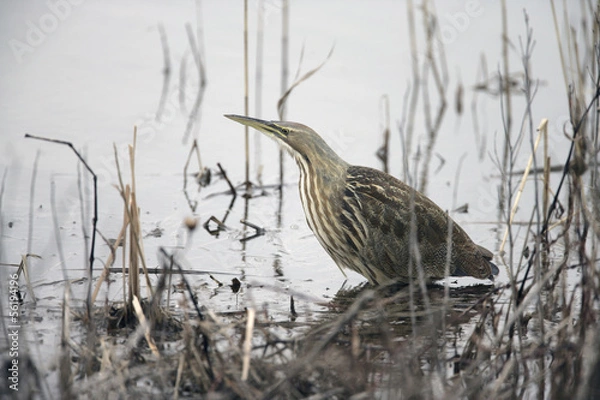 Fototapeta American bittern. Botaurus lentiginosus