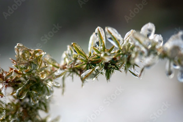 Fototapeta Colorful background with sprig of spruce. Frozen needle. Close-up with space for text