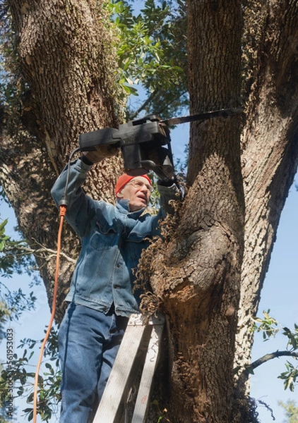 Obraz Man on Ladder Sawing Live Oak Tree Limb
.