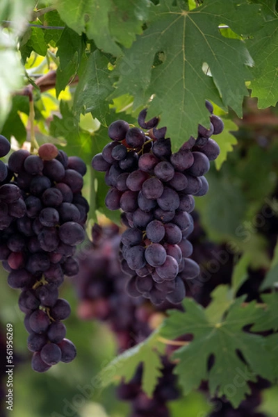 Fototapeta Bunches of purple ripening table grapes berries hanging down from pergola in garden on Cyprus