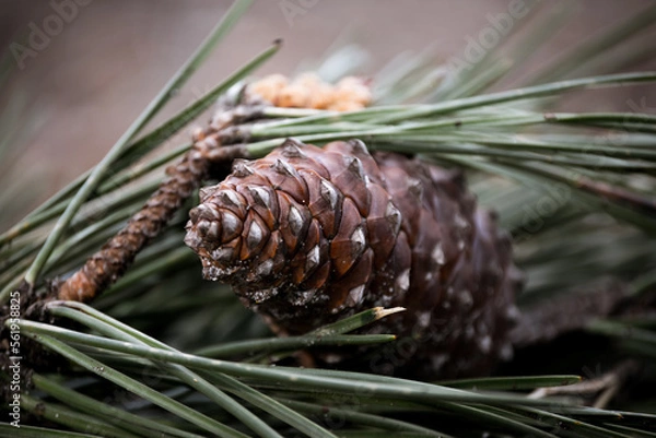 Obraz close up of a pine cone