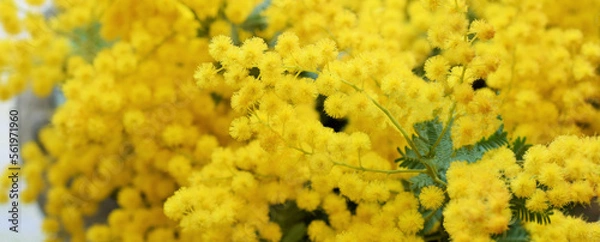 Obraz ミモザの花のフレーム、ミモザの花の背景、黄色いアカシアの花びら、室内