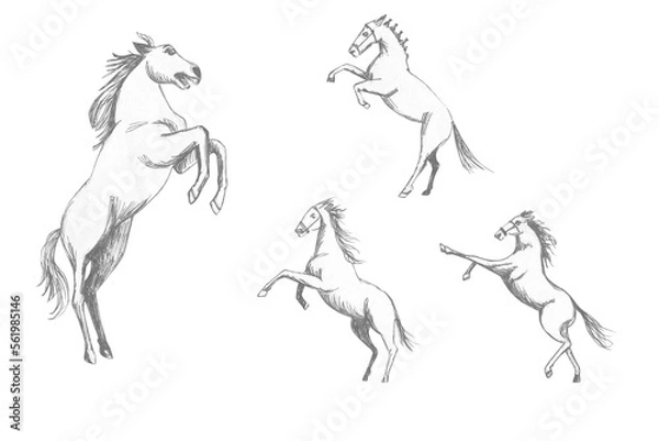 Obraz Sketch of a racehorse