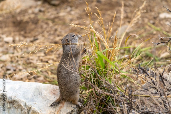 Obraz Uinta Ground Squirrel eating grass, Yellowstone National Park.