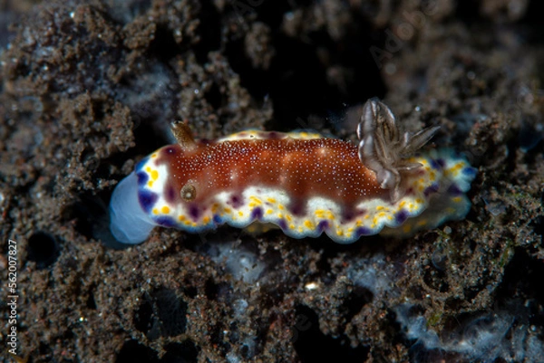 Fototapeta Nudibranch (sea slug) - Goniobranchus collingwoodi feeds on the sponge. Underwater macro life of Tulamben, Bali, Indonesia.