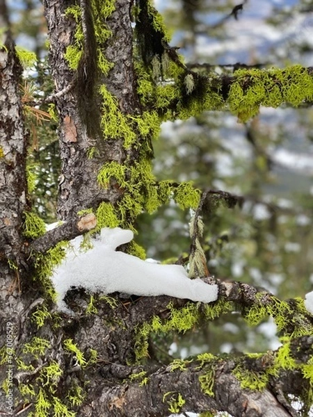 Fototapeta pine tree in the forest