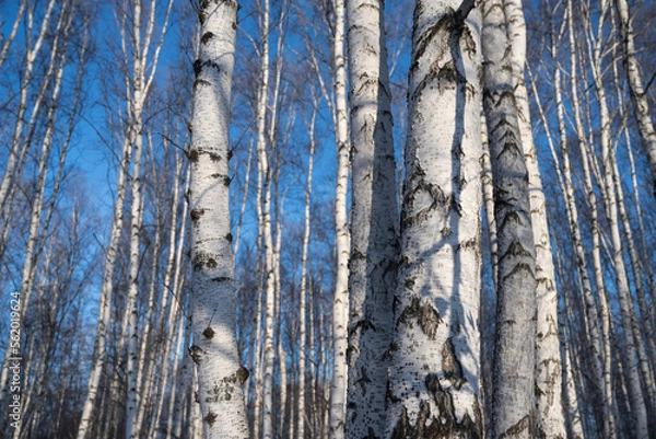 Fototapeta White-trunked birches in a winter grove against a blue sky.