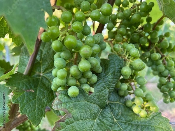 Obraz grapes on vine