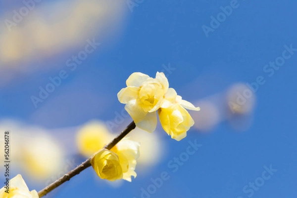 Obraz 冬の青空の下で輝くような黄色の蝋梅