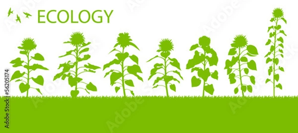 Fototapeta Sunflower vector background ecology concept