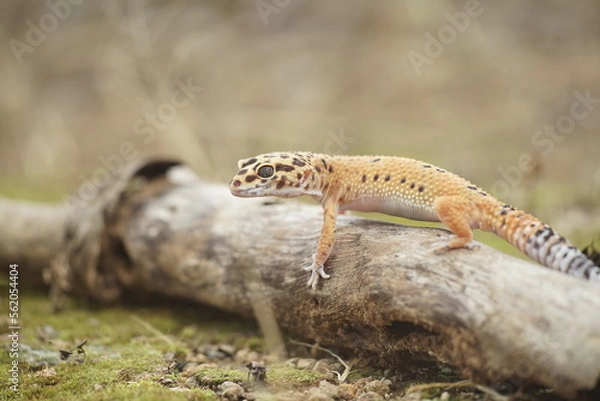 Obraz Beautiful leopard gecko