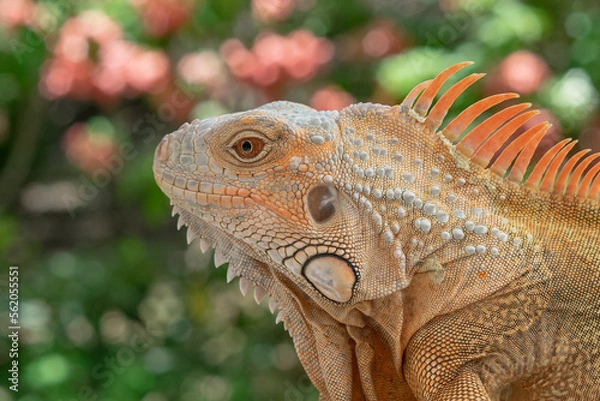 Obraz Beautiful iguana