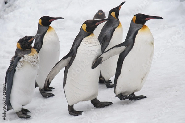 Fototapeta ペンギン