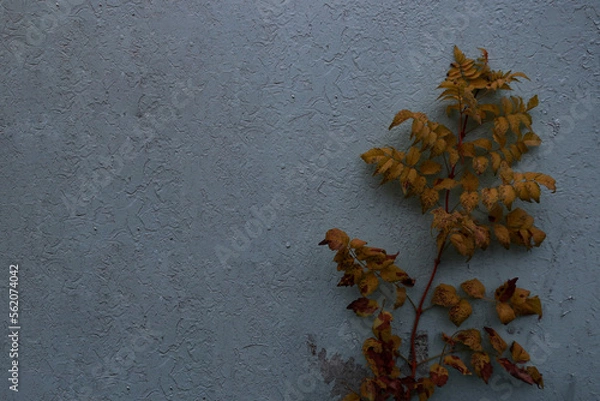 Obraz lichen on a tree