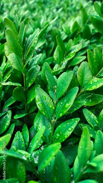 Obraz green leaves background