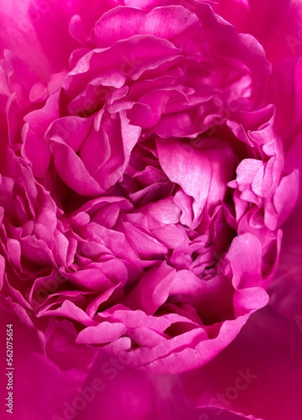 Obraz pink rose petals
