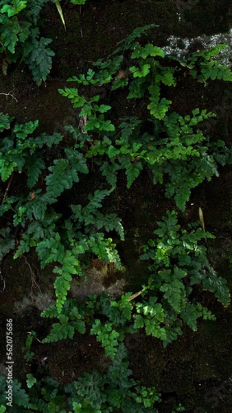 Obraz green moss background