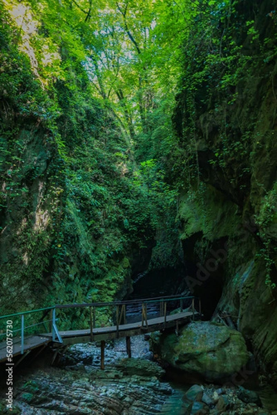 Obraz bench in the forest