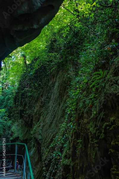 Obraz waterfall in the forest