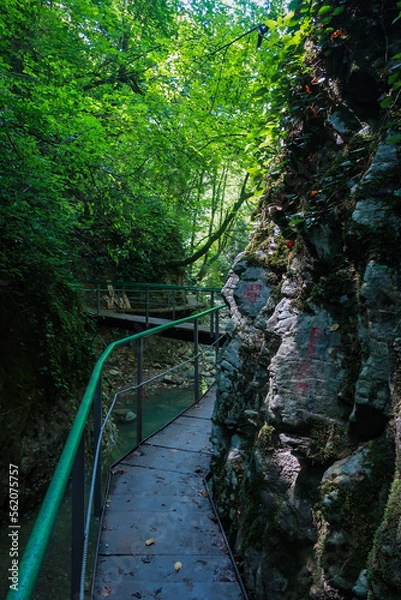 Obraz bridge in the forest