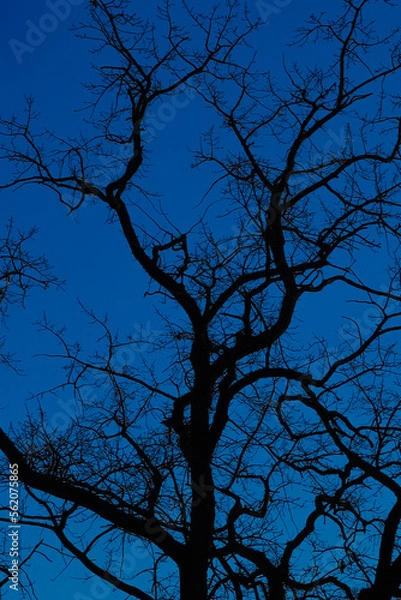 Obraz pink spring flower