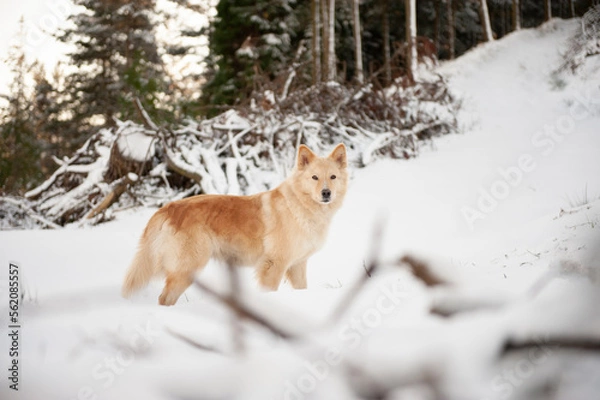 Obraz Estampa de perro en la nieve