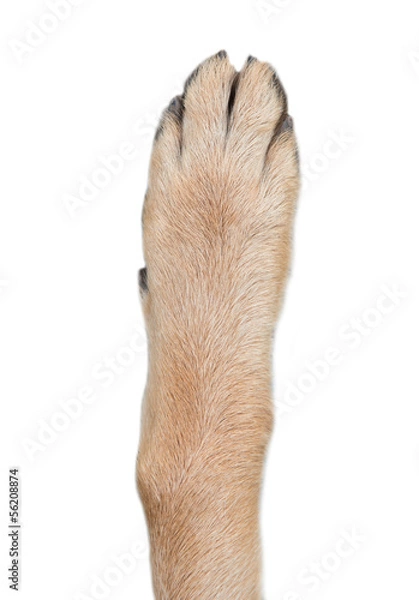 Obraz Owczarek niemiecki