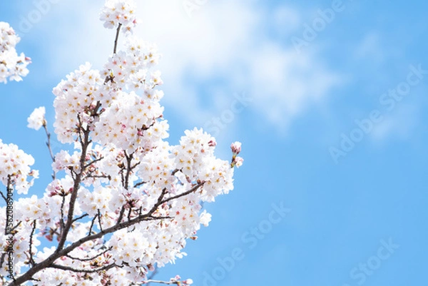 Fototapeta 벚꽃과 하늘