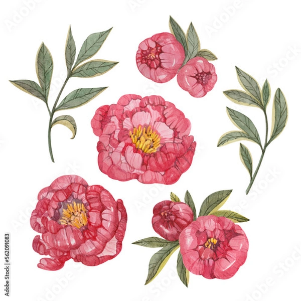 Obraz Watercolor floral set with red peonies and leaves isolated on white background.