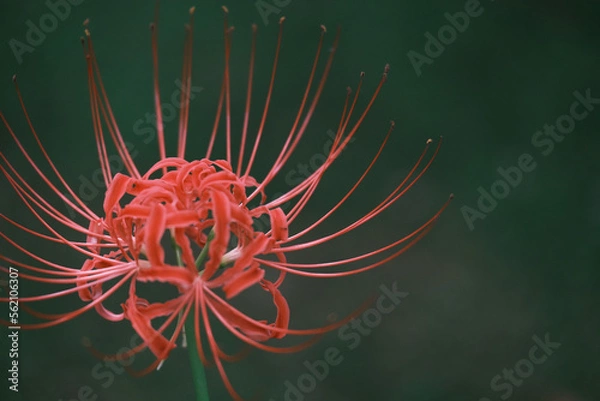 Fototapeta 彼岸花