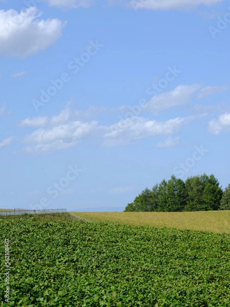 Obraz 日本北海道風景