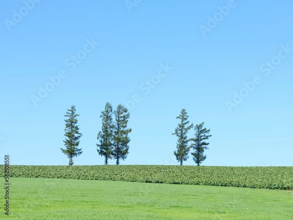 Obraz 日本北海道風景