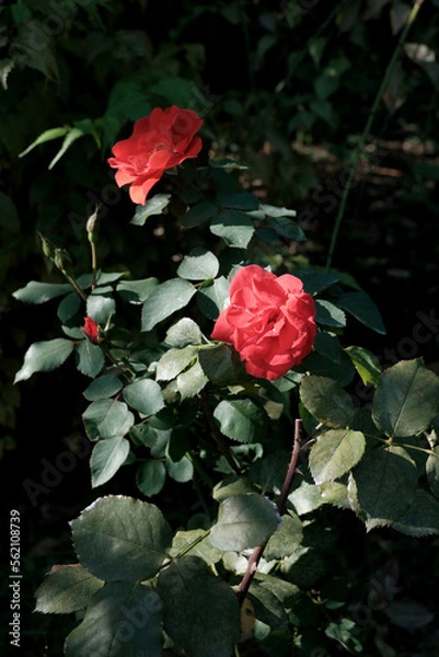 Obraz 日本　薔薇