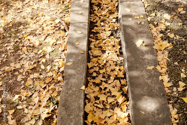 Obraz 日本紅葉風景