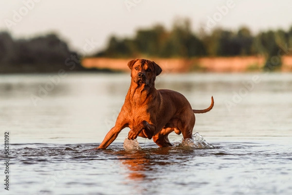 Fototapeta rhodesian ridgeback dog having fun running jumping splashing in water