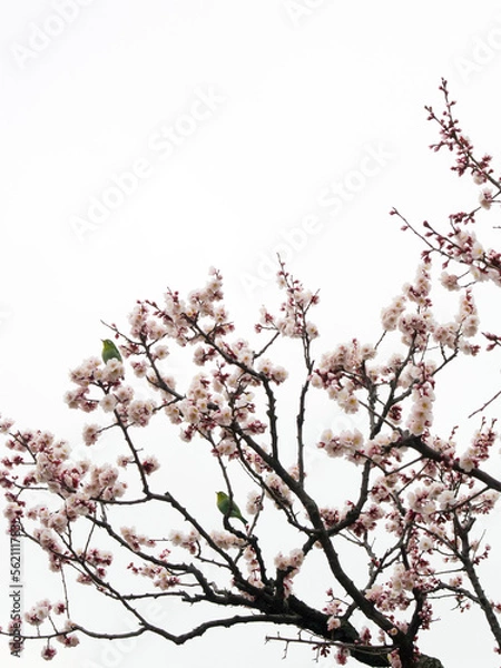 Fototapeta 梅の木に２羽のメジロ