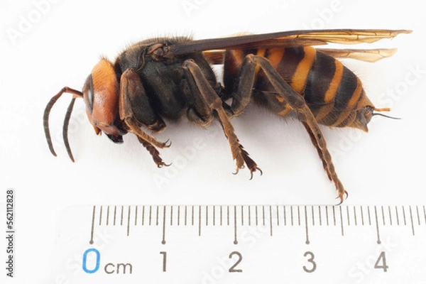 Fototapeta オオスズメバチの女王バチの大きさ　白背景
