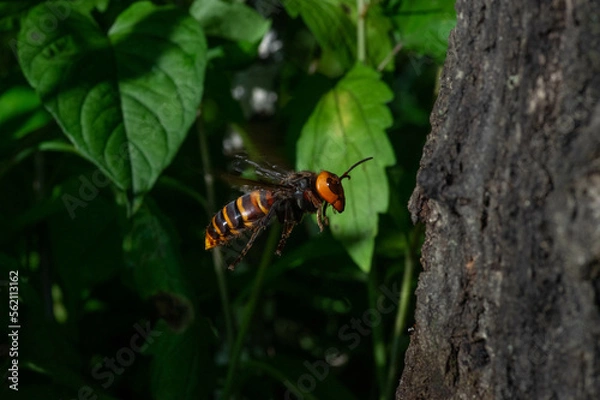 Fototapeta オオスズメバチの女王バチの飛翔