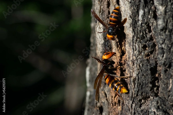 Fototapeta オオスズメバチの女王バチ(下側)とコガタスズメバチの女王バチ(上側)