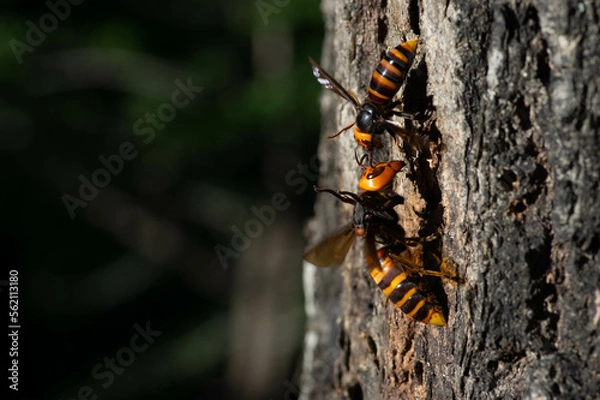 Fototapeta オオスズメバチの女王バチ(下側)とコガタスズメバチの女王バチ(上側)