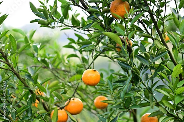 Obraz Fresh Oranges on the tree with blurred nature background in Garden at Thailand.