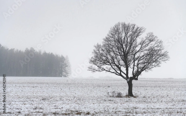 Obraz Winter. Cloudy and foggy. A detached beautiful oak tree in a clean snowy field. In the background, the edge of a coniferous forest