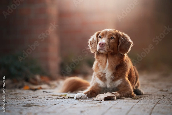 Obraz Pies w mieście