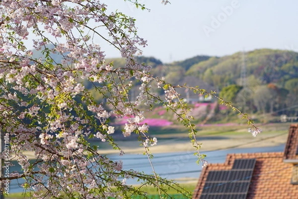 Fototapeta 桜を望む