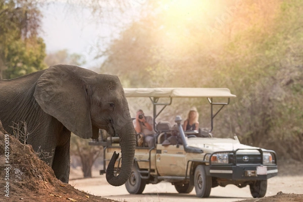 Fototapeta On a safari in Africa: unrecognisible tourists in open roof safari car watching elephant in foreground. ManaPools, Zimbabwe. 