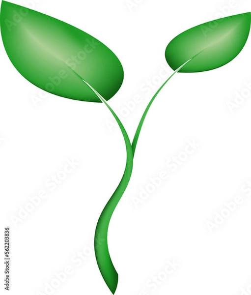 Obraz Green young sprout isolated on white background.