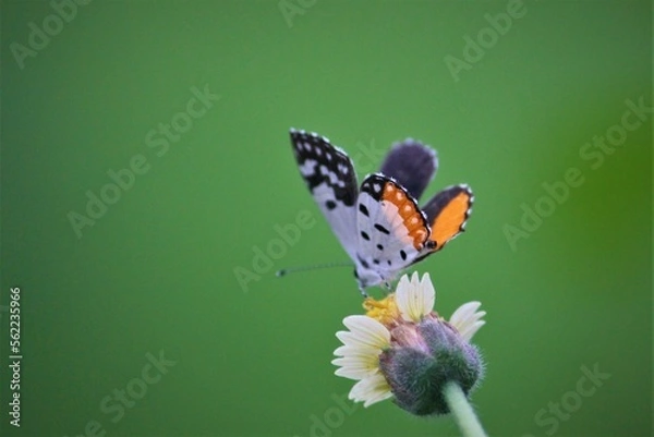 Obraz butterfly on flower
