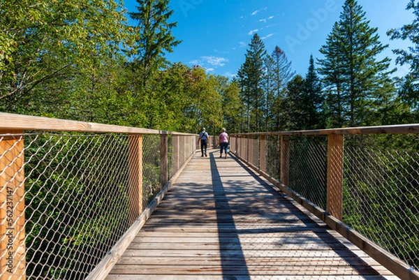 Obraz Wooden elevated boardwalk in the Laurentian boreal forest, Quebec, Canada